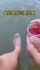 Essen ikan anti boncos essen yesheng xiniu premium FA