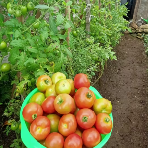 Benih Tomat Super KARUNA Cap Bintang Asia Isi 100 an Butir