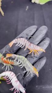 Hopeblaze Multi-joint Weighted Shrimp Soft Lure Glow PVC Bait For Bass Grouper Sea Bass Pike Perch Freshwater Inshore Fishing