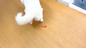 Đồ chơi bánh hamburger bằng nhựa vynil có kèn kêu cho Chó Mèo (mẫu mới) - Love Pets Shop