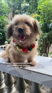 Christmas Dog Collar with Christmas Tree for  Dog Cat (M)/(L)