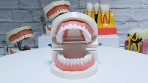 Dental Study Model Teeth Model Skala 1:1 Alat Peraga Gigi Model Gigi Patung Gigi