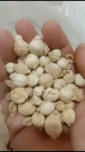 Kapulaga Putih Bulat 50 Gram – Rempah Aromatik Rasa Lembut & Biji Utuh 100% Murni