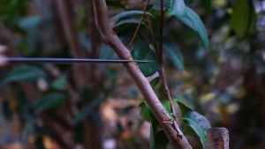 Gergaji Bonsai Mini Import Lancip & Gergaji Tangan Sederhana