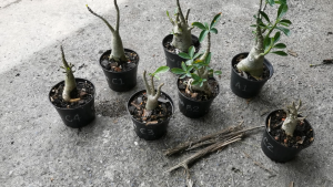 Bunga Kemboja "EBA (Emerald Big Arm)"/Adenium "EBA (Emerald Big Arm)"  Akar Asal/Original Root/原根 1pc