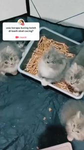 Royal Care 10mL: Obat Cacing Aman & Efektif Untuk Kucing & Anjing