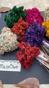 (7-12 tangkai) Bunga Kering Edelweiss Edelwis Edelweis Dried Flower Bunga Abadi Budidaya