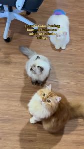 Clever Solutions EARMITES DROPS: Solusi Infeksi & Iritasi Telinga Kucing