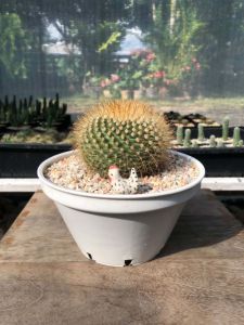 แคคตัสพาโรเดียหนามตะขอ (Parodia Aureispina)  หนามทองแวววาวตัดผิวเขียวตอง กว้าง 9-10 cm อายุ 3-4 ปี