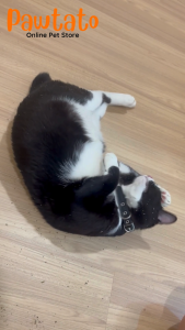 CATNIP【PET WORLD CATNIP 40g】Extra Strong Premium Catnips Cat Grass Relieve Stress Relaxing Rumpai Kucing 猫薄荷