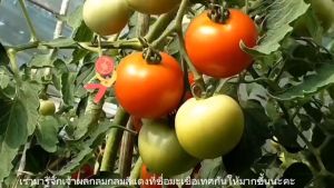 ไลโคพีน กิฟฟารีน สารสกัดจากมะเขือเทศ Lycopene ผสมวิตามินซี บำรุงผิวพรรณ และบำรุงต่อมลูกหมาก - 1 ช่องว่าง
