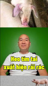 THUỐC TRỊ TIMTAI TÍM MÕM TRÊN HEO (FLOCIN)