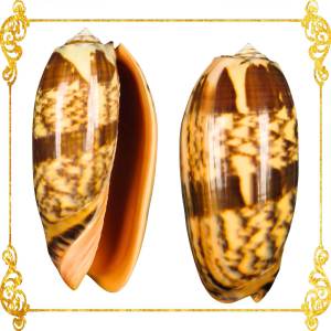 Olive Gray Olive Shells 2 - 3.5 inches