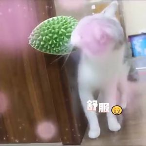 Durian Tackling Comb Corner Massage Durian Shaped Self Groomer Catnip Comb Toy with Catnip