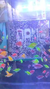Batu Panjang Aquarium Airstone Gelembung Udara Airator akuarium harus pakai aerator 2 lubang