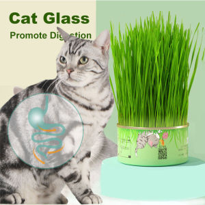 Canned Cat Grass Kit Pet Grass Hydroponic Plant Promote Hair Removal Ball Pet Supplies