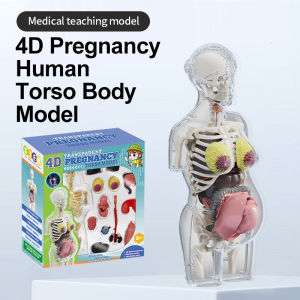 4D Transparent Human Body Anatomical Pregnancy Manikin Model Skeleton DIY Anatomy Torso Model Educational Medical Sciences