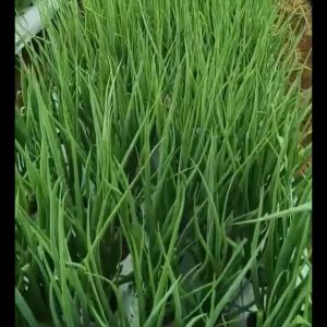 Benih Bawang Daun Hibrida BLAZE F1 Isi 500 Butir Cap Panah Merah