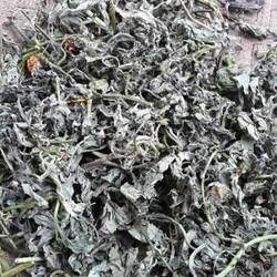 Daun Insulin Kering: Obat Diabetes Herbal Alami
