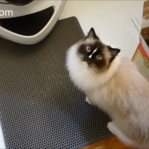 [TIỆN LỢI] Thảm Hứng Cát Mèo Size Lớn 60x45cm | Thảm Tổ Ong Chống Văng Cát Mèo Chống Cát Mèo Rơi Vãi