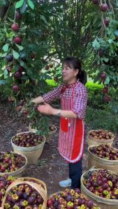 Cây măng cụt Thái Lan siêu sớm siêu ngon- cây giống