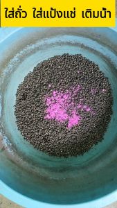 เครื่องมือแช่เมล็ดถั่วกันเชื้อรา รากเน่า สีชมพู 100กรัม