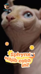 ROYAL CANIN SPHYNX ADULT 2KG FRESHPACK MAKANAN KUCING SPHYNX DEWASA