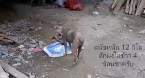 หัวหลัก: หัวอาหารสัตว์สูตรผสมมะเดื่อ (มะเดื่อมีสรรพคุณกำจัดแมลงกัดกินเลือดสัตว์ ผิวสัตว์)