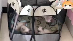 QQPET กรงสัตว์เลี้ยงพับได้ เต็นท์ คอกแปดเหลียม ชุดคอกแมว กรงแมว บ้านแมว กรงแมว บ้าน พิเศษ กรงสูง ราคา