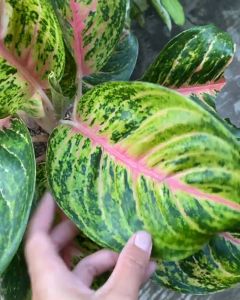 Aglonema Big Papa Mutasi Asli Si Ratu Daun