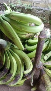 Pisang Tanduk Bahan Pisang Goreng Dan Keripik per 1KG