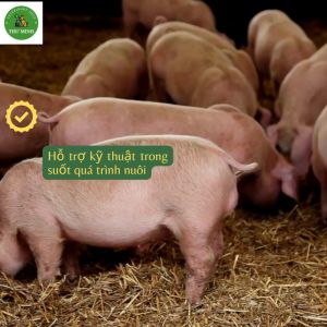 GATOSAL @ 100 Goovet Catosal nội trợ lực cấp tốc vỗ béo chống còi tăng sức mạnh tăng đề kháng dùng trong thú y chai 20 100 ml