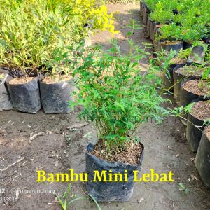 Bibit Bambu Mini Lebat Bibit Tanaman Hias Bambu Mini Murah Bibit Bambu Super Unggul