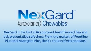 Nexgard Trị Ve Rận Cho Chó size XS 2-4kg (Hàng Chính Hãng - 1 viên) Petemo Pet Shop