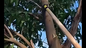 【Wholesale Price】Agricultural sickle mower lancet weeding tool 高空割取镰刀