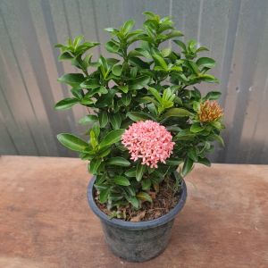 ต้นเข็มแคระ สีชมพู ส่งพร้อมกระถาง 5.5นิ้ว ดอกเข็ม ต้นเข็มแคระ ต้นเข็มสีชมพู