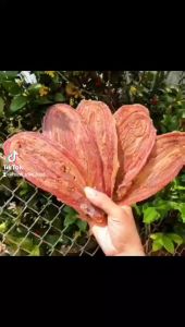 KHÔ RẮN- chất lượng thịt và màu thịt rắn tươi ngon