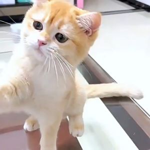 Pet Mainan kucing Interaktif Laser Untuk Kucing Dengan Collar Cat Toy-Pet laser collar self teasing toy