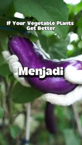 Pestisida Nabati AGRINEEM: Solusi Efektif Mengendalikan Hama Serangga & Ulat