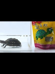 Premium Turtle & Tortoise Food Malaysia – Healthy Balanced Diet for Your Pet 40g/100g / 200g / 500g
