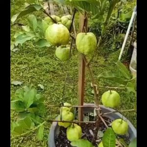 Bibit Tanaman Jambu Kristal Putih Non Biji Termurah