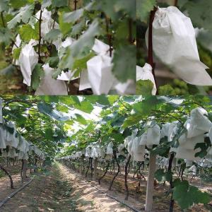 Fruit Protection Bags with Drawstring Fruit Tree Netting Cover Organza Mesh Tomato Bags Pest Barrier for Apples Mango Grape 50pc