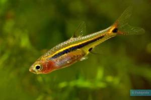 Least Rasbora/Boraras Urop/Ornamental Fish/Aquatic Fish
