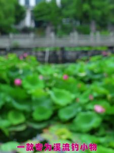 XIAOFENGXIAN | Mồi Cá Sẵn Dùng Cho Các Loài Cá Cụ Thể