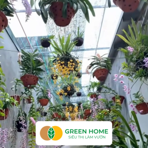 Bộ 3 Chậu Trồng Lan Greenhome R15xC10cm Nhựa Màu Gốm Bền Đẹp Chống Rơi Vỡ Thoáng Rễ Giá Thành Tốt