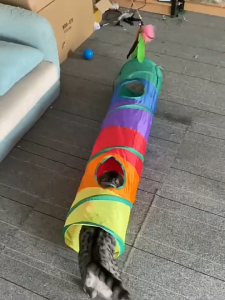 7 Color Funny Pet Cat Cave Tunnel Cat Play Rainbown Tunnel Foldable 2 Holes Cat Tunnel Kitten Toy Bulk Toys Rabbit Tunnel Brown