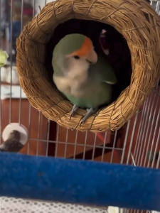 Natural Straw Bird Nest Sarang Burung Parrot Home House Great Ventilation Budgie Lovebird