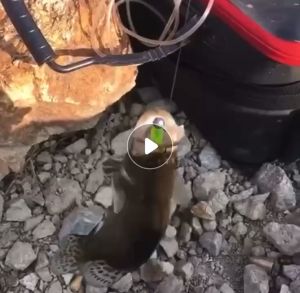 ปลายาง 7เซน ฟรี แพ็ค20ตัว เน็ตและเบ็ด (ปลายาง 7เซน แพ็ค20ตัว)