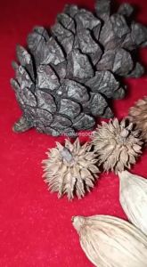 Bunga Pinus Kering/ Bahan florist/ bahan mahar/ buket bunga camilan hamster