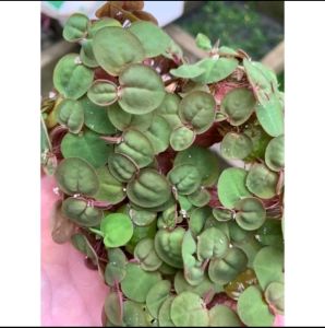 Combo 10 Ngọn Bèo Rễ Đỏ -  Cây Thủy Sinh - Phụ Kiện Trang Trí Mặt Hồ Cá